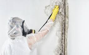 Biohazard Mold Removal in Spring Park, MN